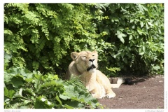 Kölner Zoo 2009