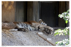 Kölner Zoo