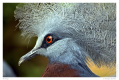 Rotauge
