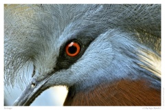 Rotauge