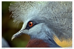 Rotauge