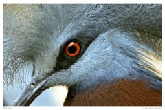Rotauge