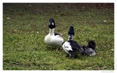 IMG_20060525_161427-Web