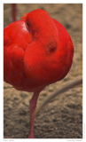 Roter Sichler
