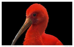 Farbenspiel mit dem Roter Sichler