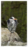 Kuhreiher