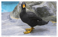 Magellan Dampfschiffente