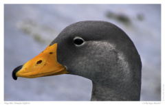 Magellan Dampfschiffente