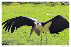Marabu