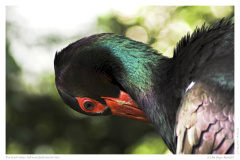 Portrait eines Schwarzfedernstorches