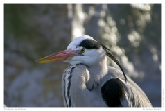 Fischreier im Portrait