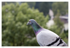 Taube