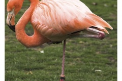 Kölner Zoo