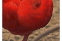 Roter Sichler