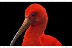 Farbenspiel mit dem Roter Sichler