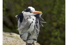 Kuhreiher Kuhreiher