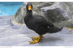 Magellan Dampfschiffente Magellan Dampfschiffente