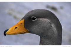 Magellan Dampfschiffente Magellan Dampfschiffente