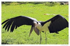 Marabu Marabu