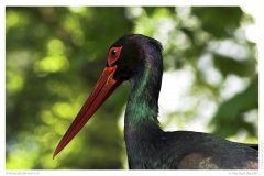 Schwarzfedernstorch