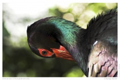 Portrait eines Schwarzfedernstorches