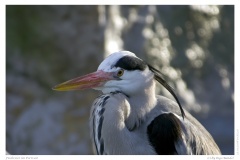 Fischreier im Portrait