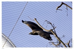 Adler Adler