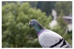 Taube