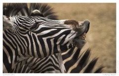 Lachendes Zebra