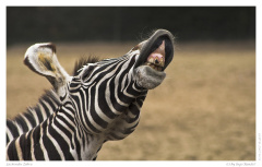 Lachendes Zebra