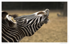 Lachendes Zebra