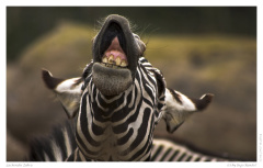 Lachendes Zebra