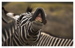 Lachendes Zebra