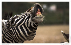 Lachendes Zebra