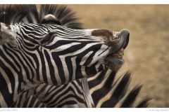 Lachendes Zebra