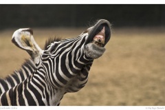 Lachendes Zebra