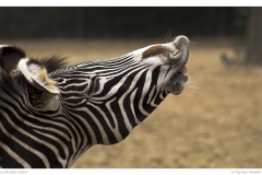 Lachendes Zebra