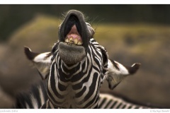 Lachendes Zebra