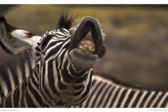 Lachendes Zebra