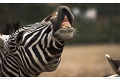 Lachendes Zebra