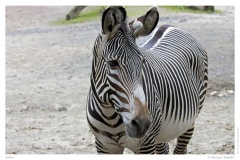 Zebra