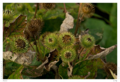 Distel