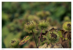 Distel