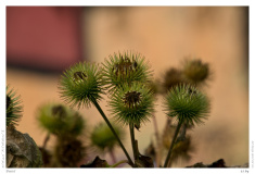 Distel
