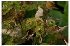 Distel Distel