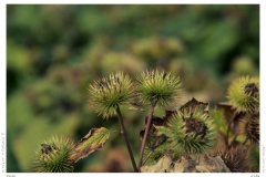 Distel Distel