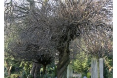 IMG_20061210_111936-Web