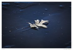 Frozen