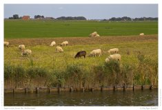 Impression from the Netherland