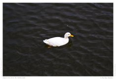 Impression from the Netherland